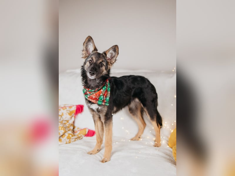 Verzaubert dich die kleine Lisa ?!