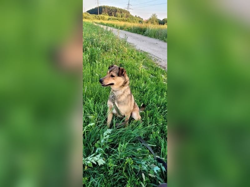 Jim sucht sein zu hause für immer