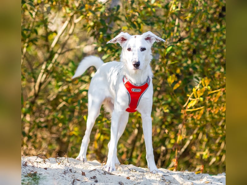 Weißer Uma sucht zu hause