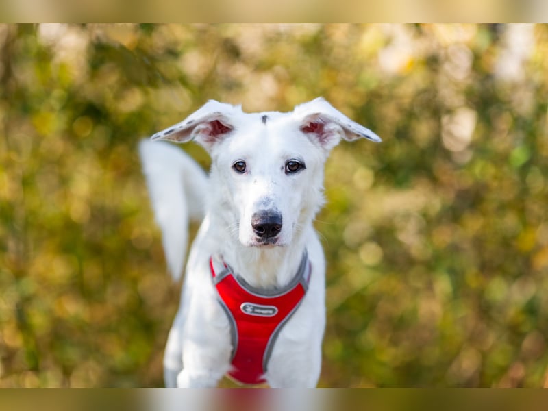 Weißer Uma sucht zu hause