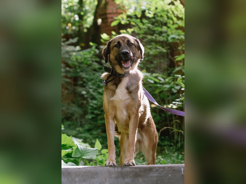 Aksi möchte ihre ganze Liebe zeigen