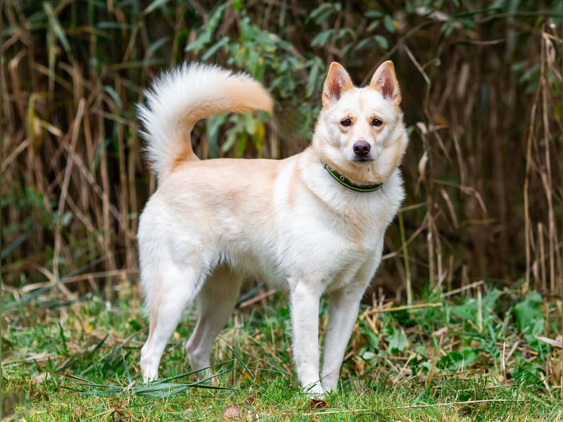 Weiße Schönheit Elsa sucht Familie