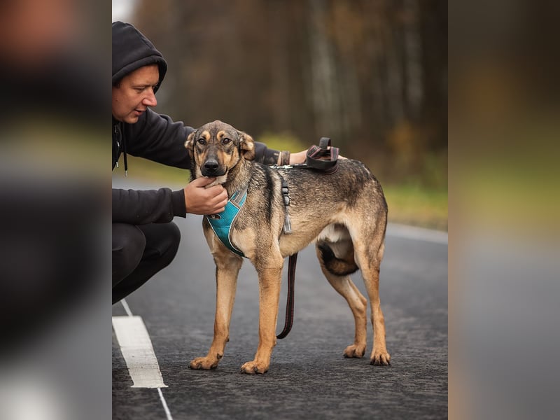 Mutiger Krosh sucht aktive Familie