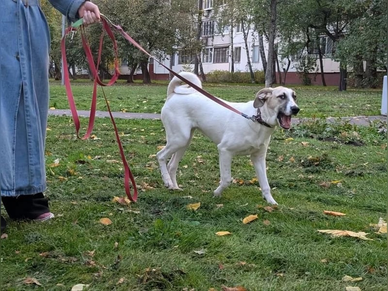 Zuckersüße Bohne sucht zuhause für immer