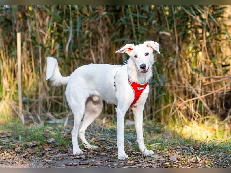 Weißer Uma sucht zu hause