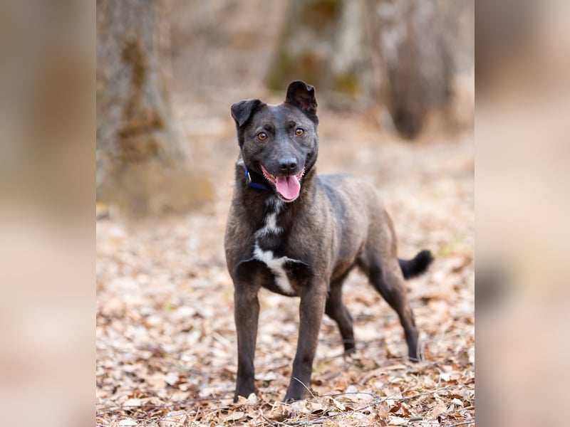 Ziganka sucht lievolles zu hause