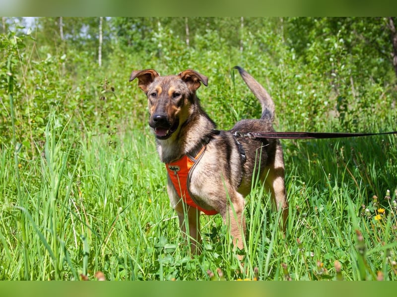 Mutiger Krosh sucht aktive Familie