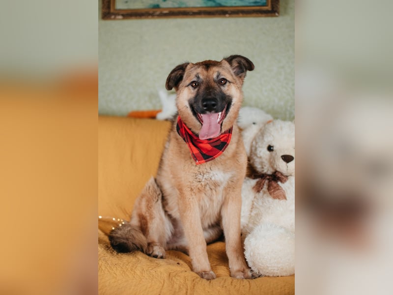 Hundemädchen Chloe sucht Familie