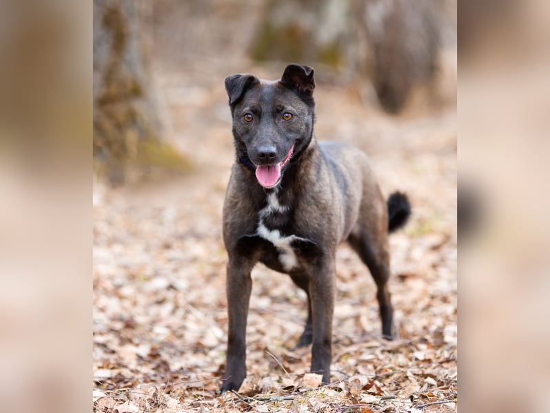 Ziganka sucht lievolles zu hause