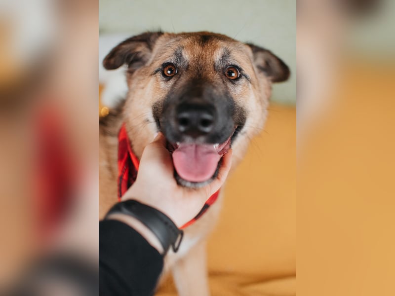 Hundemädchen Chloe sucht Familie