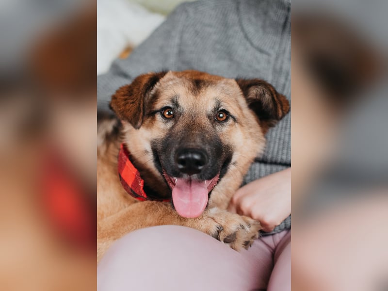 Hundemädchen Chloe sucht Familie