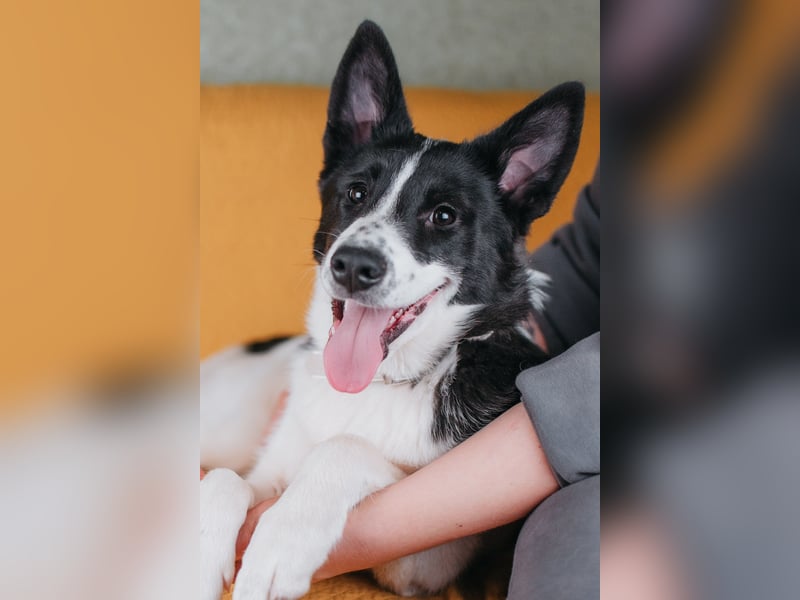 Die kleine Heidi sucht ein Zuhause
