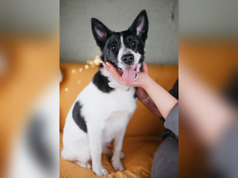 Die kleine Heidi sucht ein Zuhause