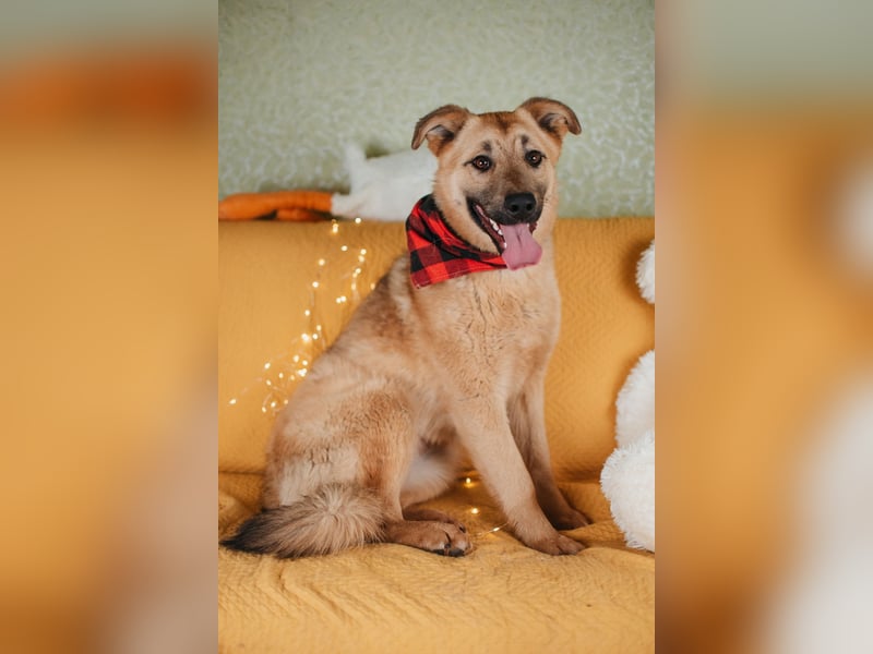 Hundemädchen Mila sucht Familie