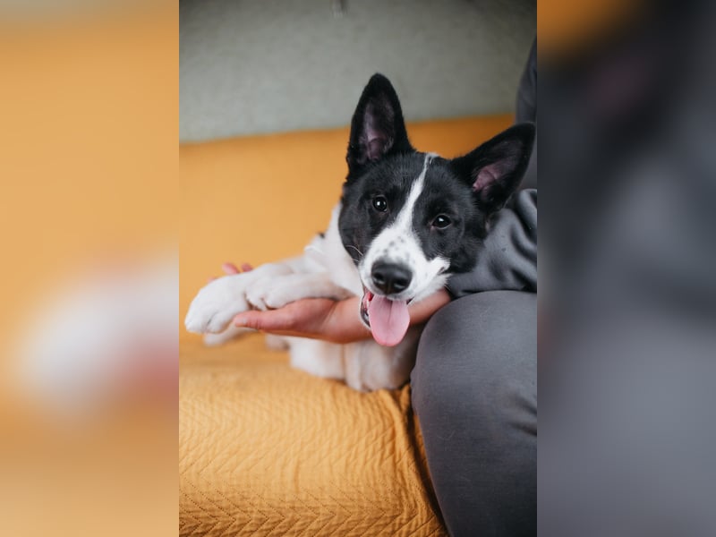 Die kleine Heidi sucht ein Zuhause