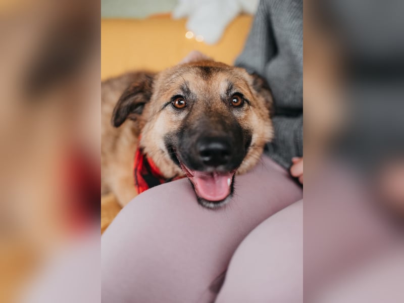 Hundemädchen Chloe sucht Familie