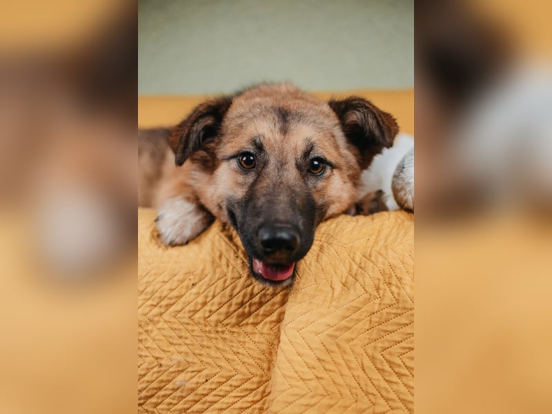 Hundemädchen Chloe sucht Familie