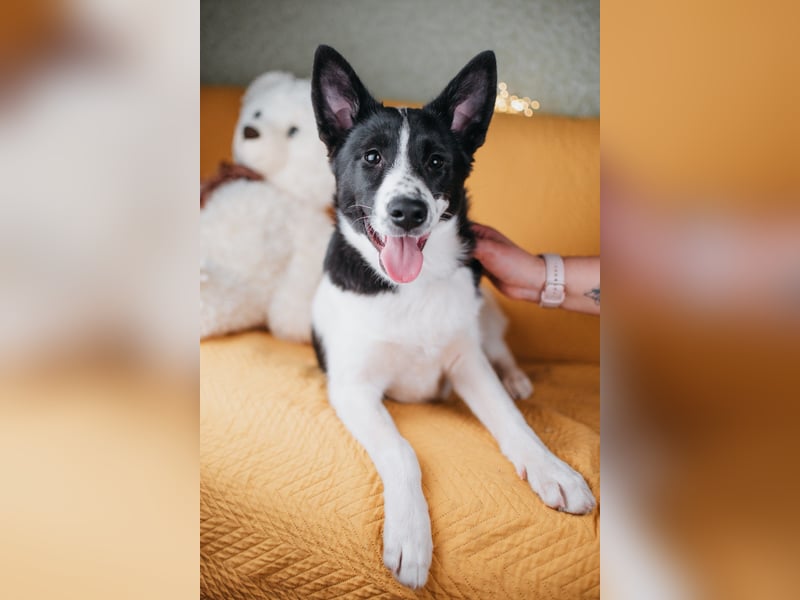 Die kleine Heidi sucht ein Zuhause