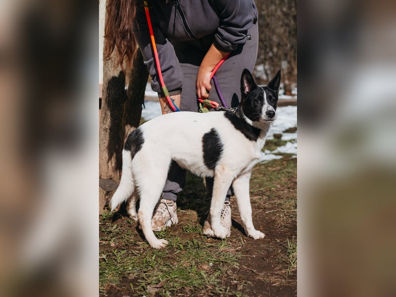 Die kleine Heidi sucht ein Zuhause