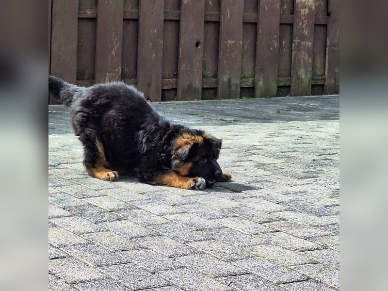 Schäferhund Welpen