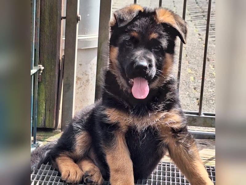 Schäferhund Welpen