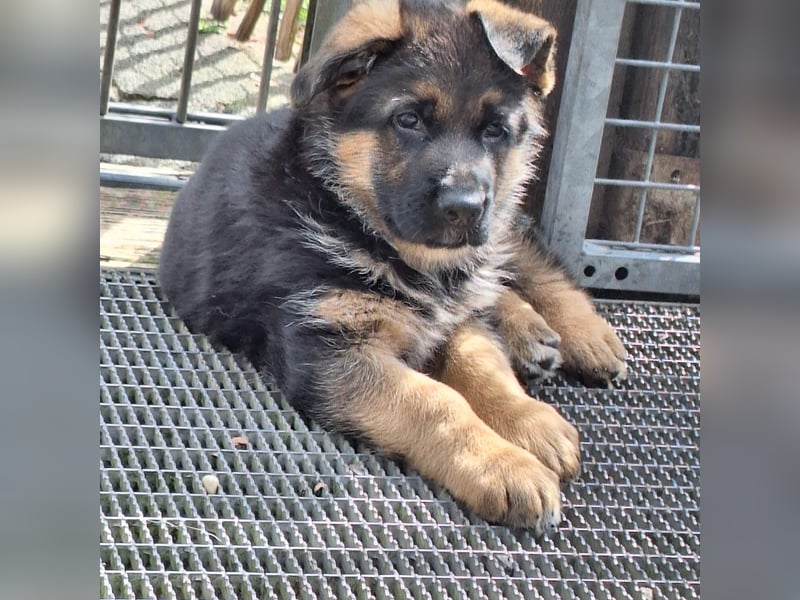 Schäferhund Welpen
