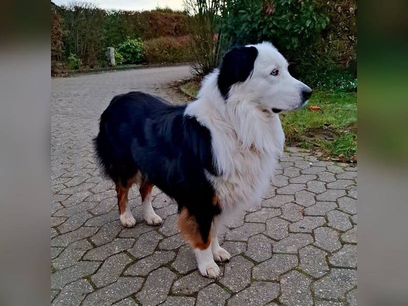 Borador-Aussie Welpen Ankündigung