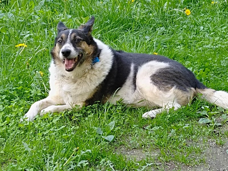 Mischka ist ein freundlicher Begleiter mit Zuckerschockgarantie