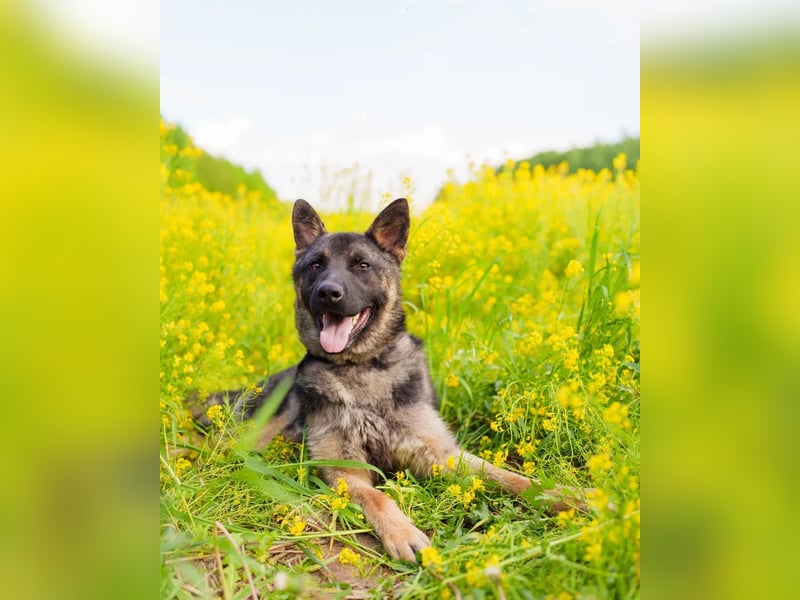 Ein schöner Schäferhund Mischling *Balou* wartet auf sein neues zuhause