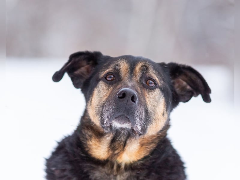 Kuschel Diesel sucht Familie