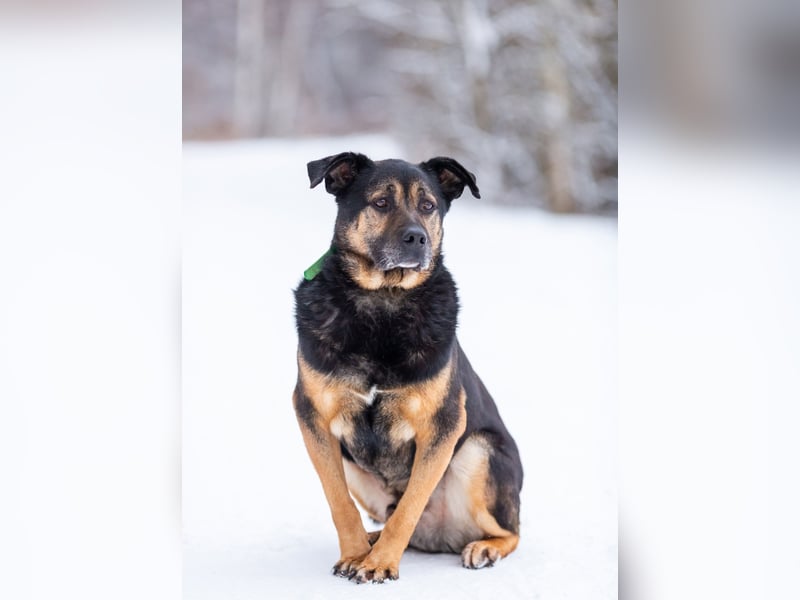 Kuschel Diesel sucht Familie