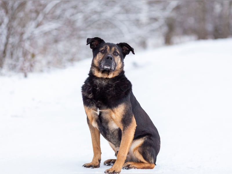 Kuschel Diesel sucht Familie