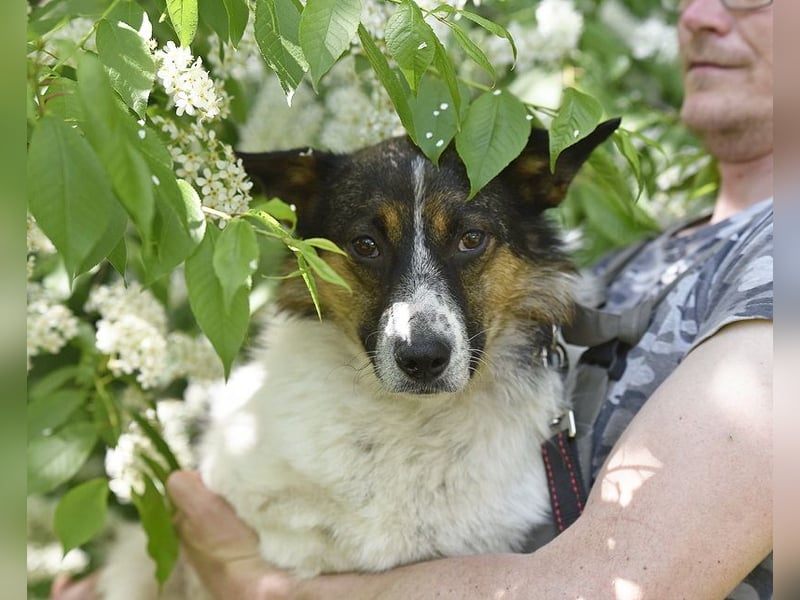 Mischka ist ein freundlicher Begleiter mit Zuckerschockgarantie