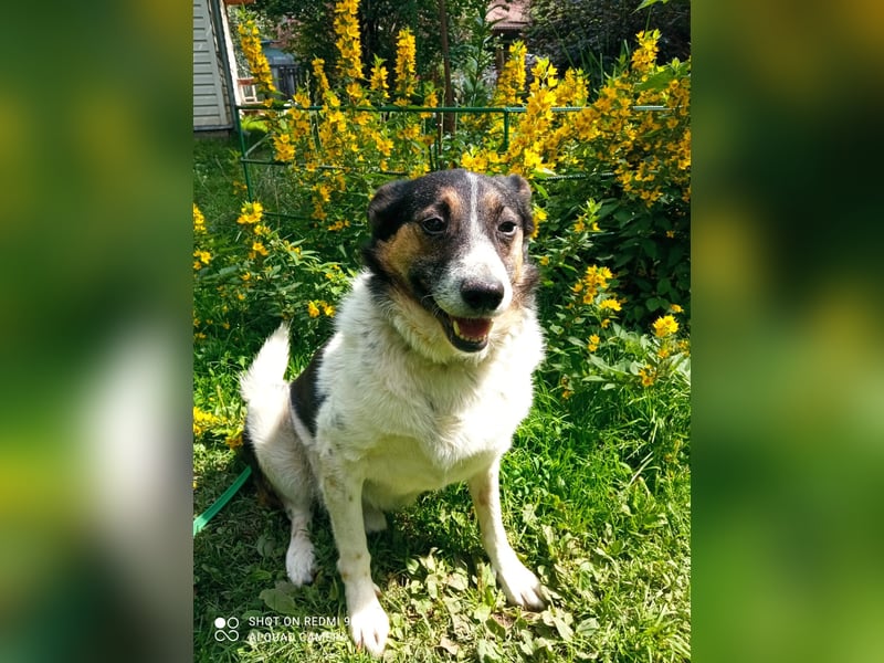 Mischka ist ein freundlicher Begleiter mit Zuckerschockgarantie