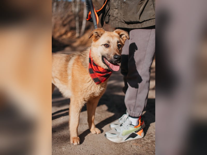 Hundemädchen Mila sucht Familie