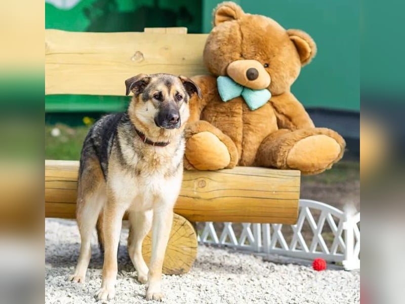 Sever hat sein ganzes Leben in einem Tierheim verbracht und träumt von einem Zuhause.