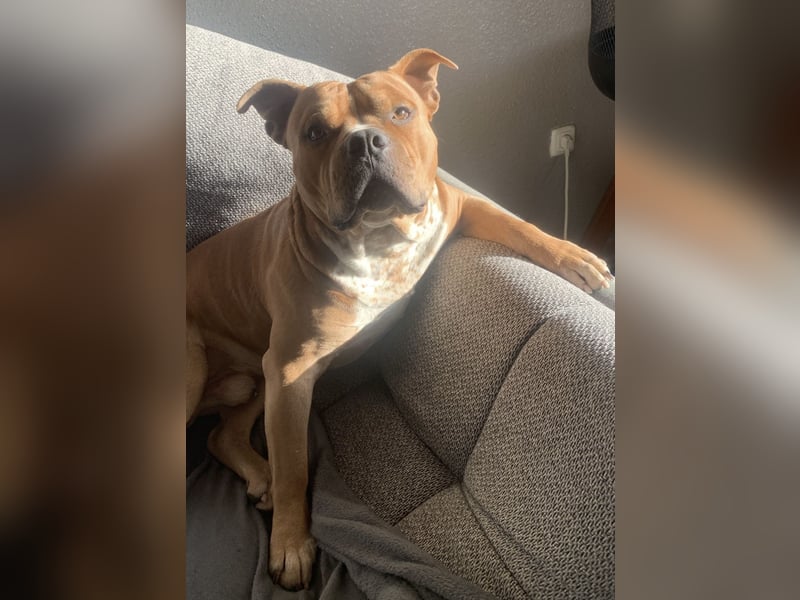 Englische Bulldogge Hektor – imposanter Deckrüde mit einzigartigem Traumcharakter