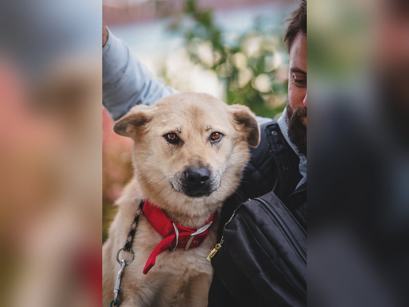 Skye treue seele sucht ....