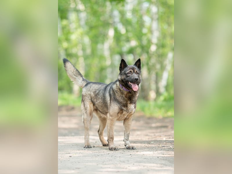 Aquila, der perfekte Hund mit besonderen Bedürfnissen sucht eine Familie