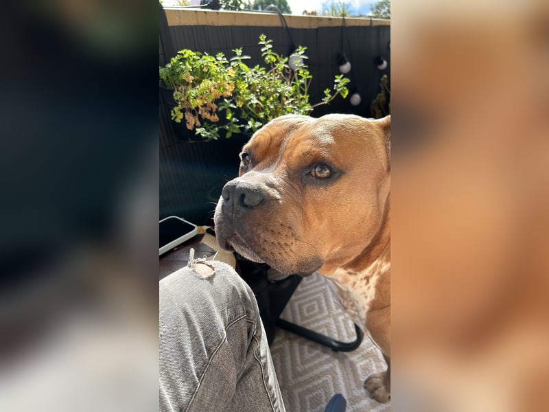 Englische Bulldogge Hektor – imposanter Deckrüde mit einzigartigem Traumcharakter