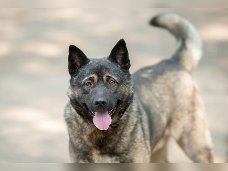 Aquila, der perfekte Hund mit besonderen Bedürfnissen sucht eine Familie