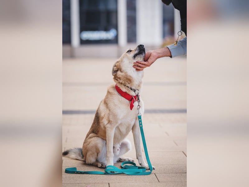 Skye treue seele sucht ....