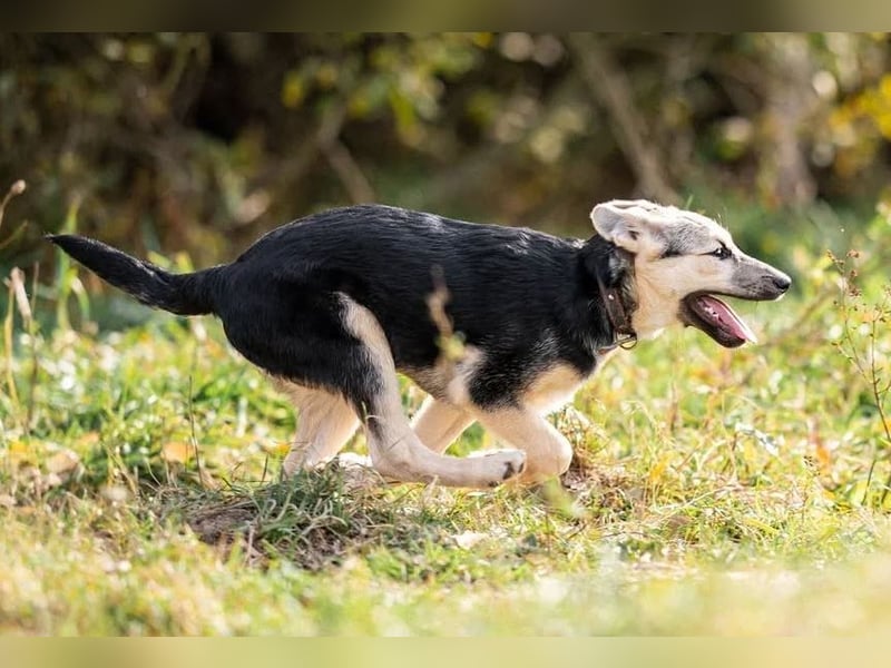 Junger Chernysh möchte die Welt Erkunden