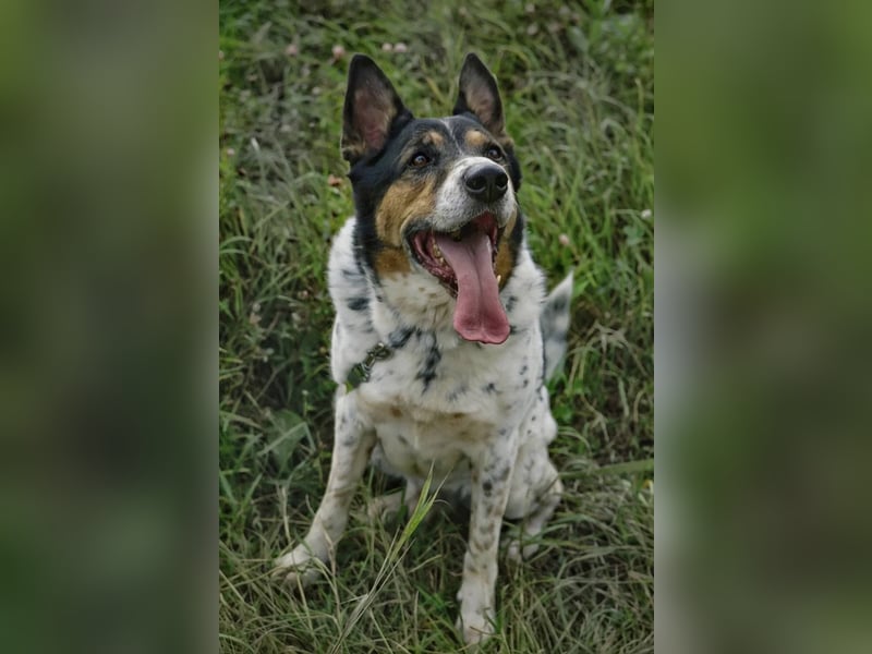 Liebevoller Miron sucht seine menschen