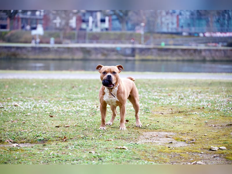 Englische Bulldogge Hektor – imposanter Deckrüde mit einzigartigem Traumcharakter