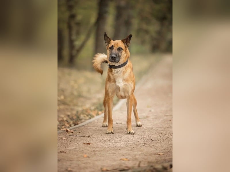 Selbstbewusster Ryzhik sucht neue Familie