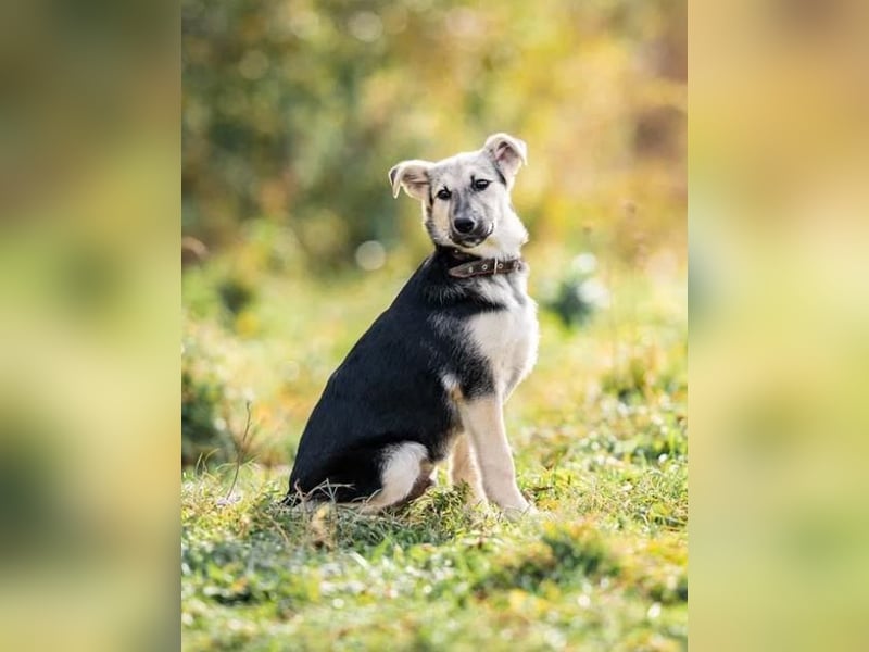 Junger Chernysh möchte die Welt Erkunden