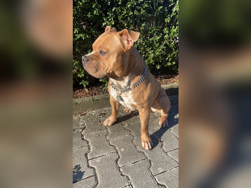 Englische Bulldogge Hektor – imposanter Deckrüde mit einzigartigem Traumcharakter