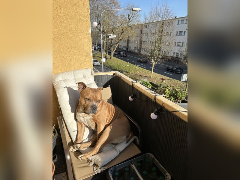 Englische Bulldogge Hektor – imposanter Deckrüde mit einzigartigem Traumcharakter