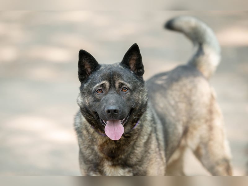 Aquila, der perfekte Hund mit besonderen Bedürfnissen sucht eine Familie